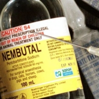 Buy Nembutal Anesthesia Dose Online