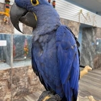 Hyacinth Macaws for Sale